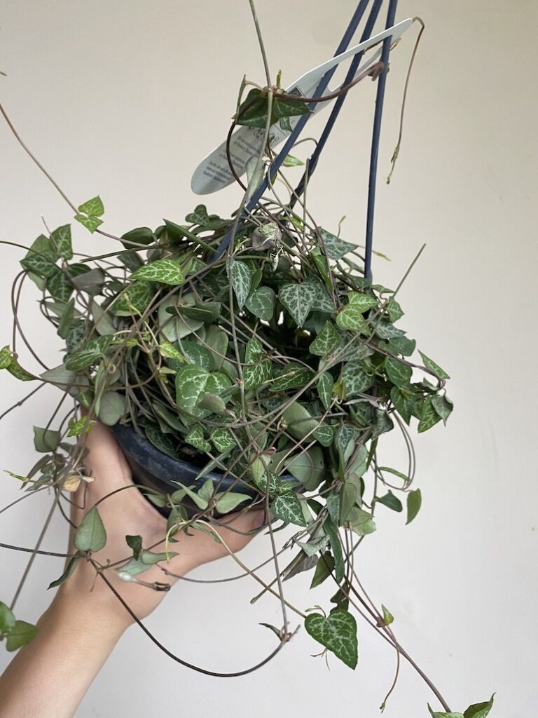 Ceropegia woodii Green Love