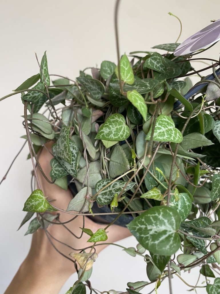 Ceropegia woodii Green Love