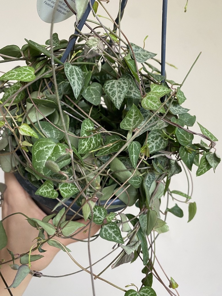 Ceropegia woodii Green Love