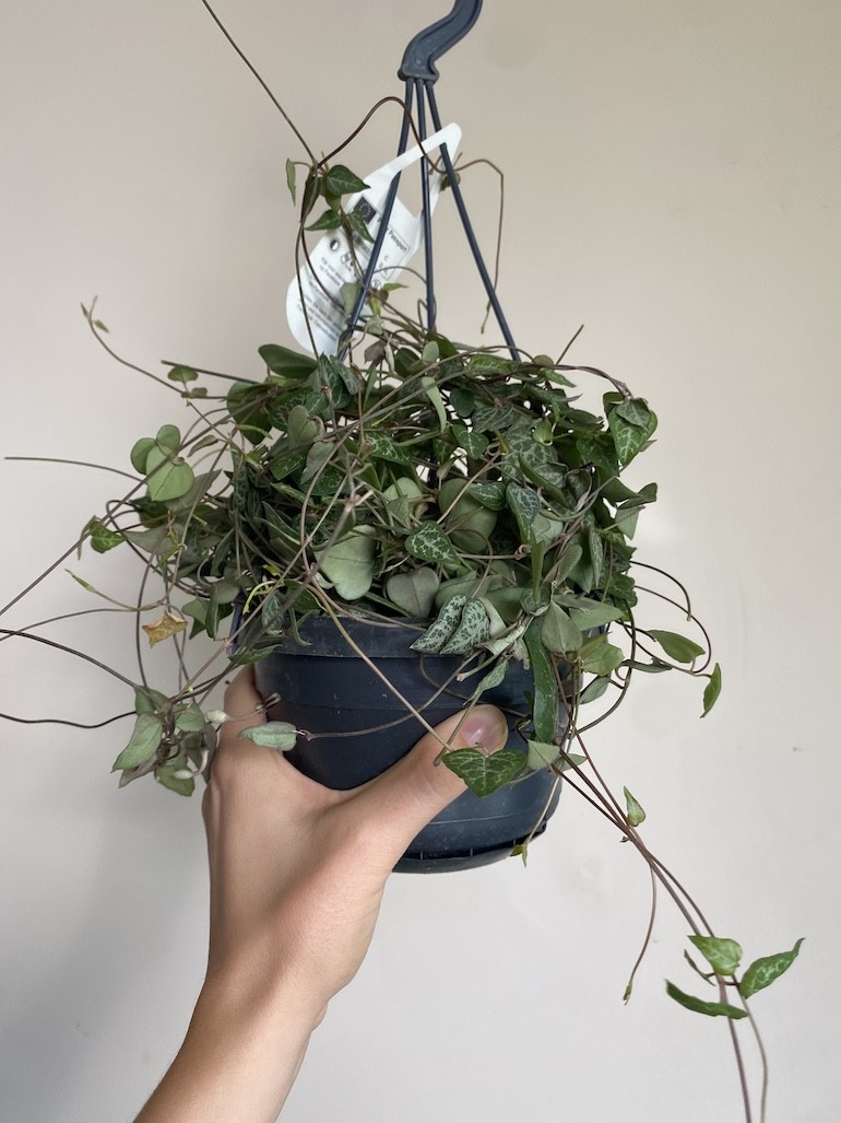 Ceropegia woodii Green Love