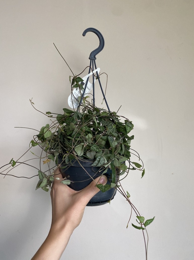Ceropegia woodii Green Love