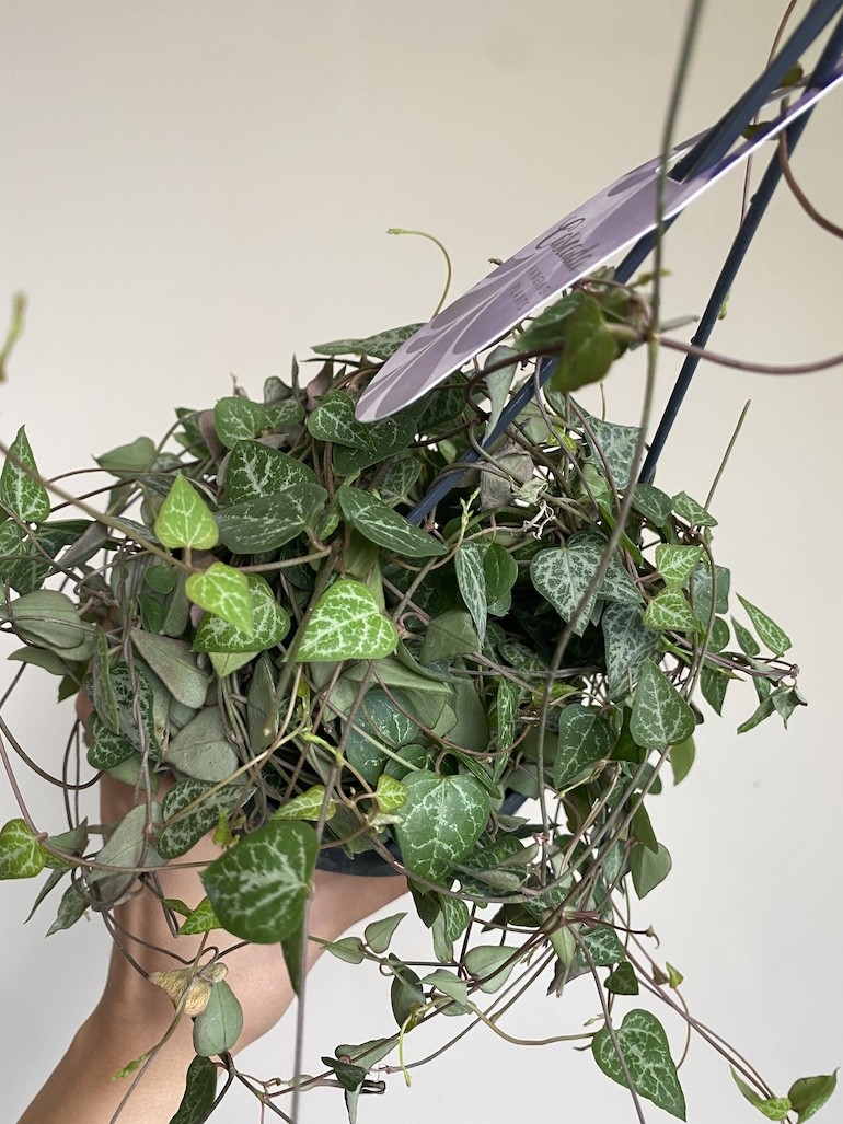 Ceropegia woodii Green Love