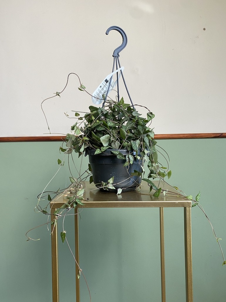 Ceropegia woodii Green Love