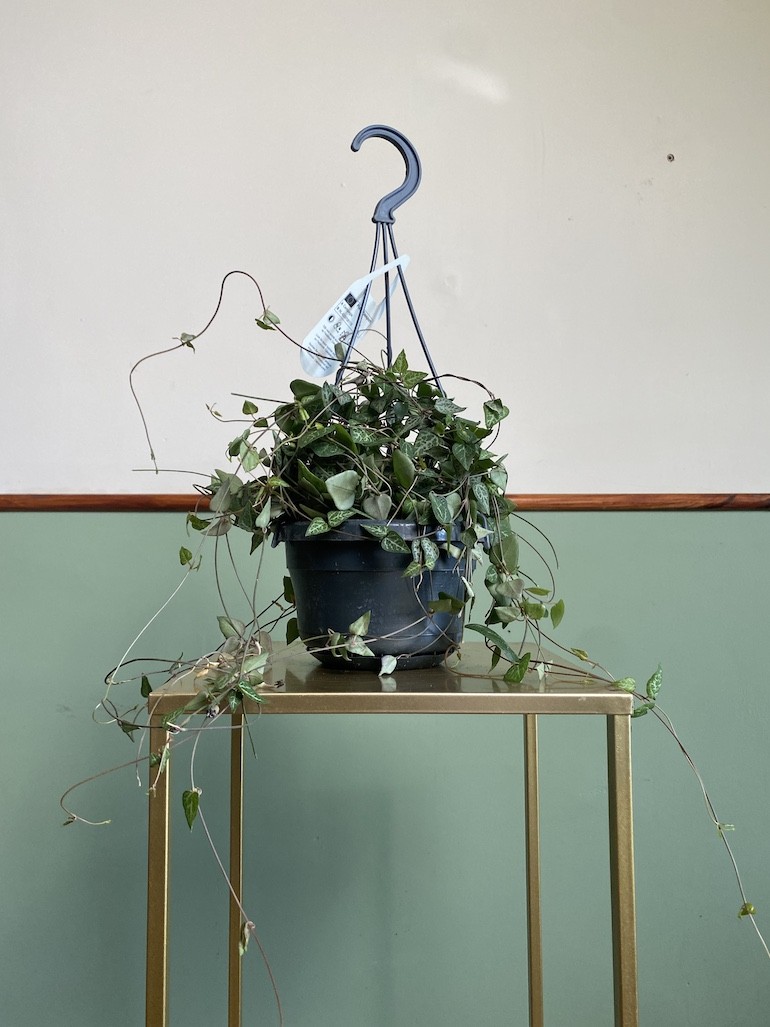 Ceropegia woodii Green Love