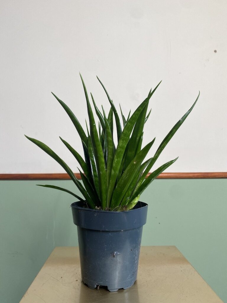 Sansevieria kirkii 'Friends''