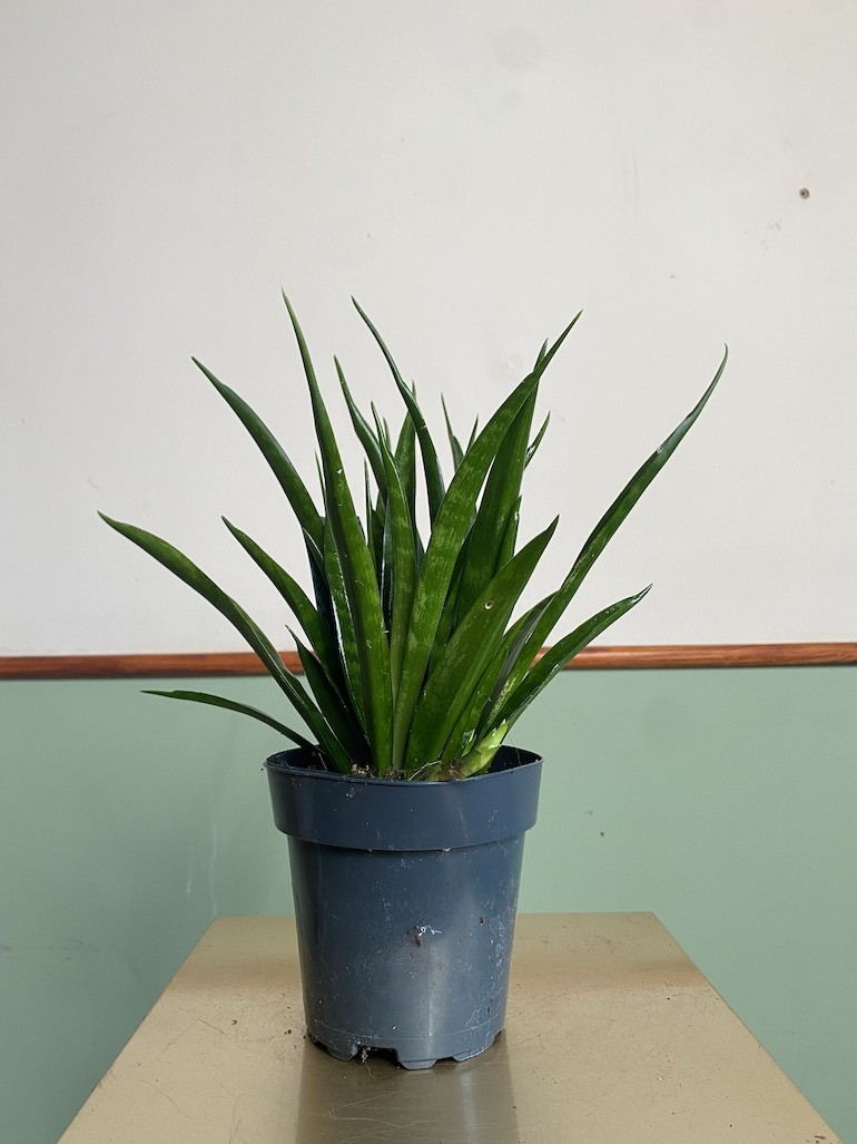 Sansevieria kirkii ‘Friends”