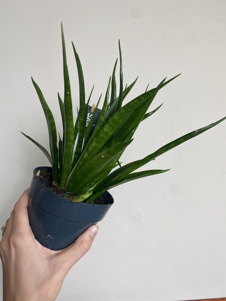 Sansevieria kirkii ‘Friends”