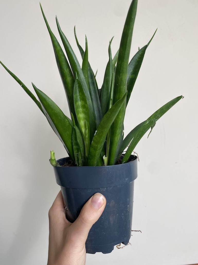 Sansevieria kirkii ‘Friends”