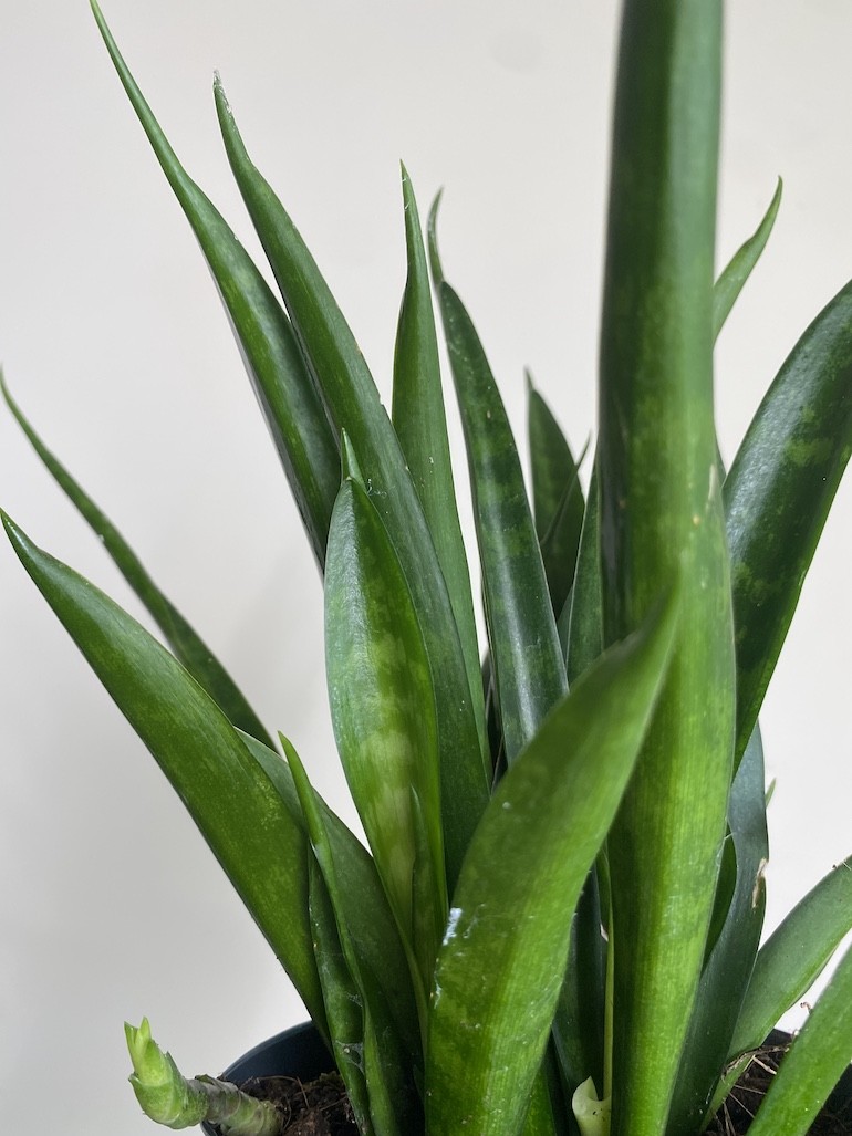 Sansevieria kirkii ‘Friends”