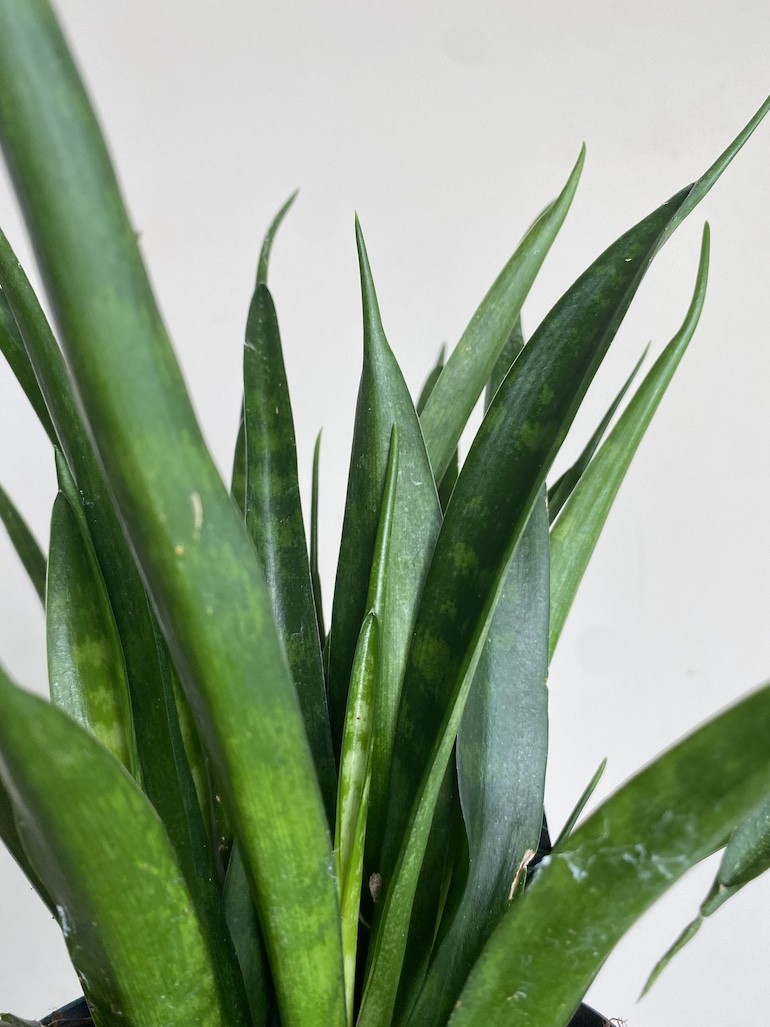 Sansevieria kirkii ‘Friends”