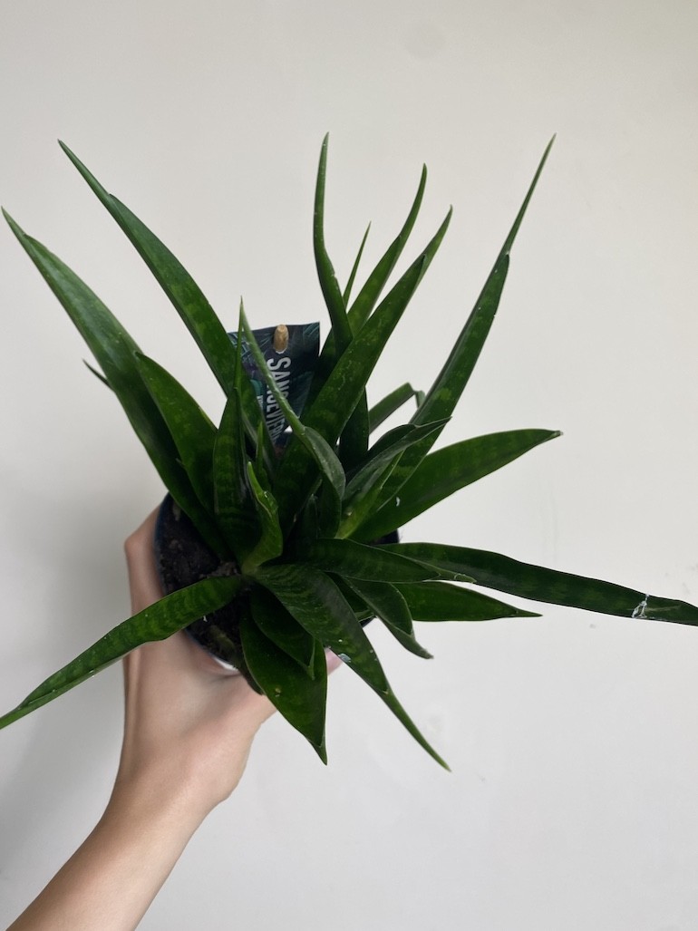 Sansevieria kirkii ‘Friends”