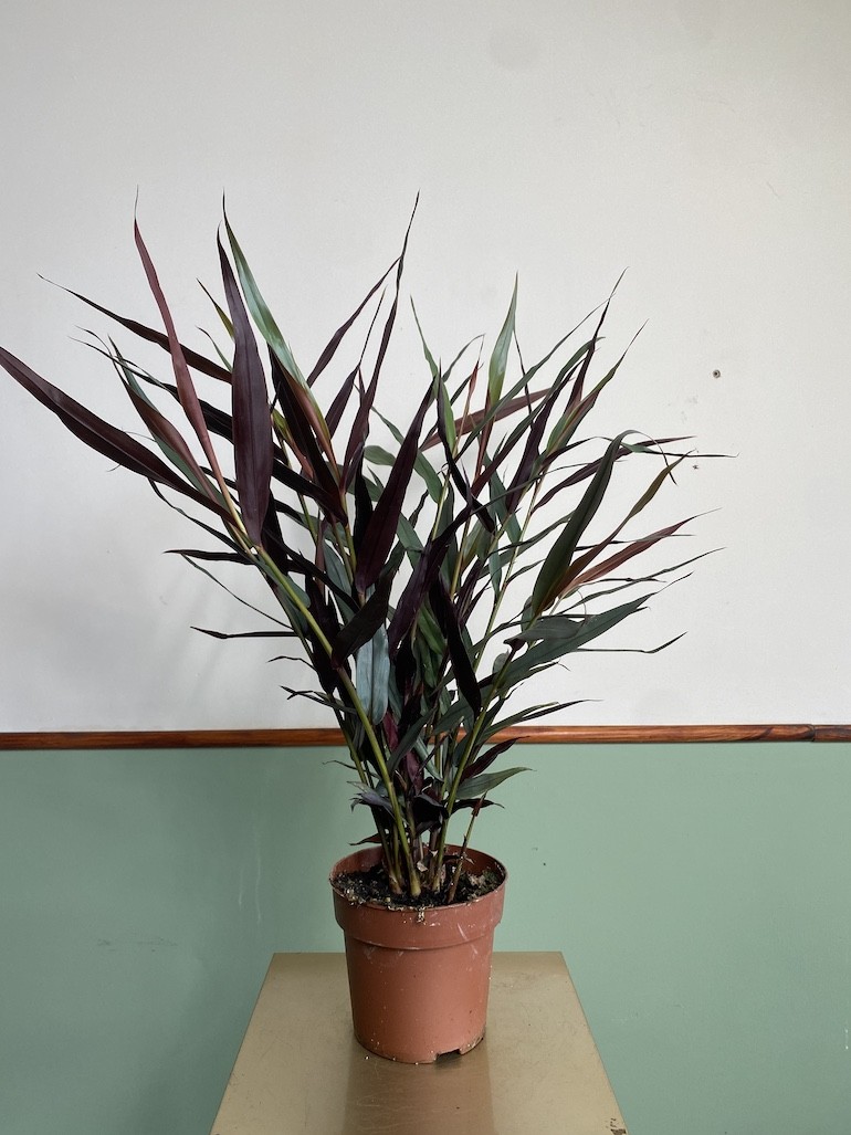 Imbir lekarski | Zingiber Imbir lekarski | Zingiber