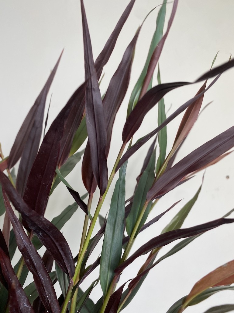 Imbir lekarski | Zingiber Imbir lekarski | Zingiber