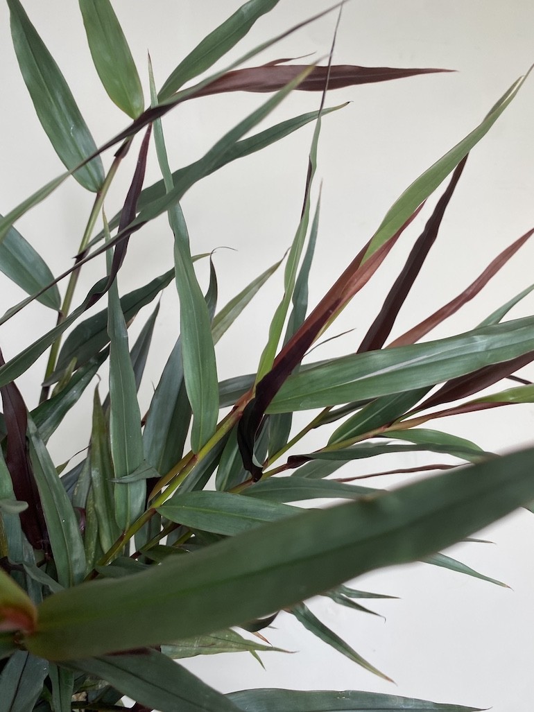 Imbir lekarski | Zingiber Imbir lekarski | Zingiber