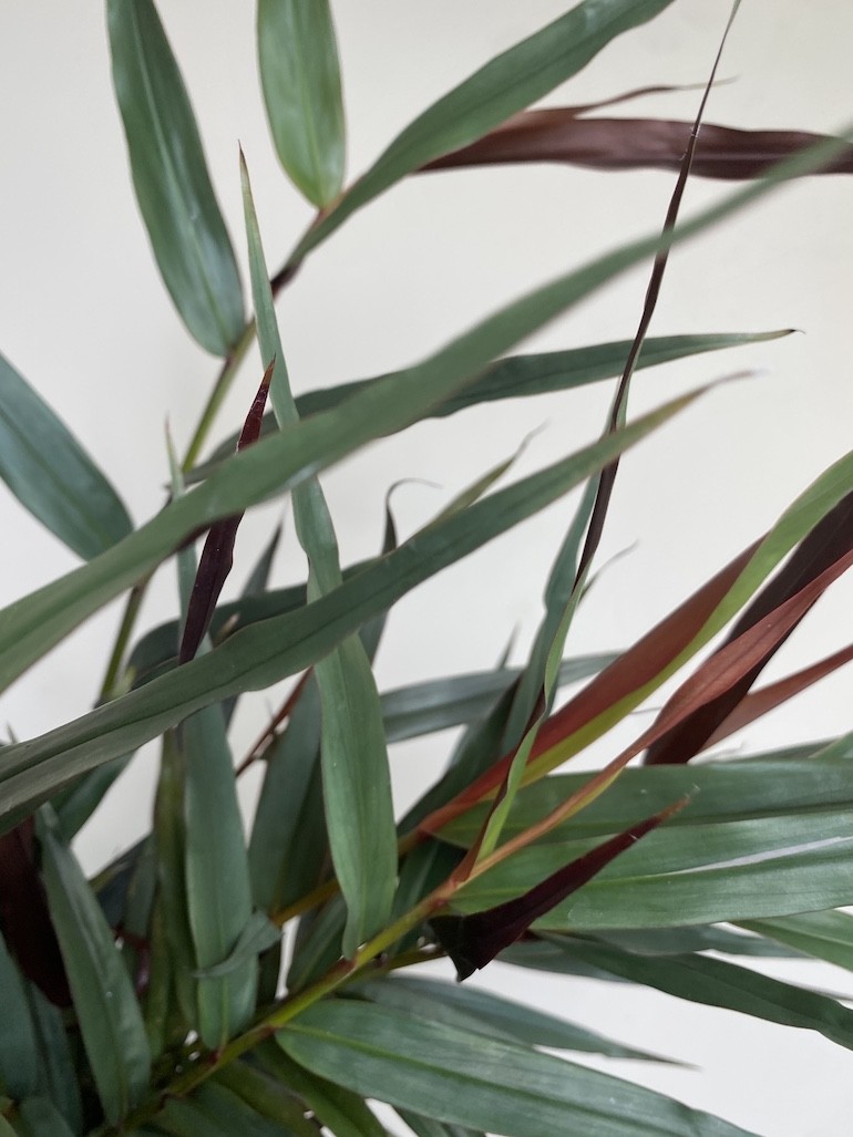 Imbir lekarski | Zingiber Imbir lekarski | Zingiber