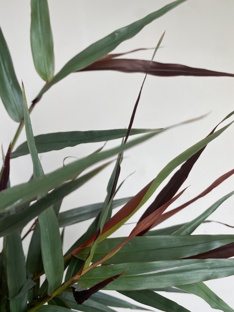 Imbir lekarski | Zingiber Imbir lekarski | Zingiber