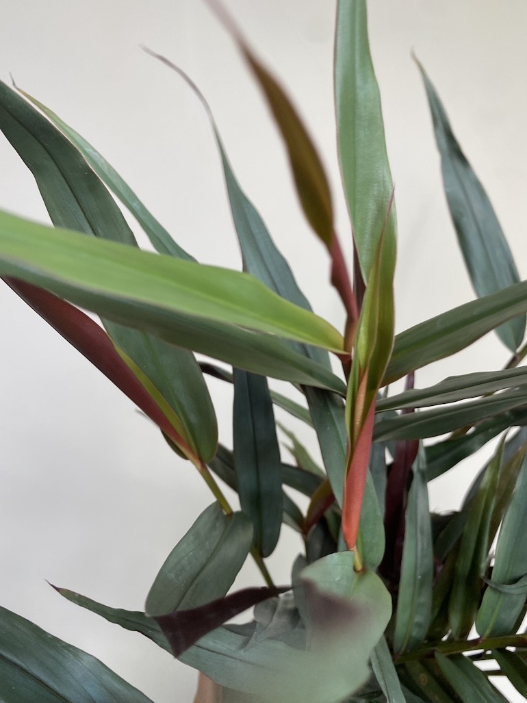 Imbir lekarski | Zingiber Imbir lekarski | Zingiber