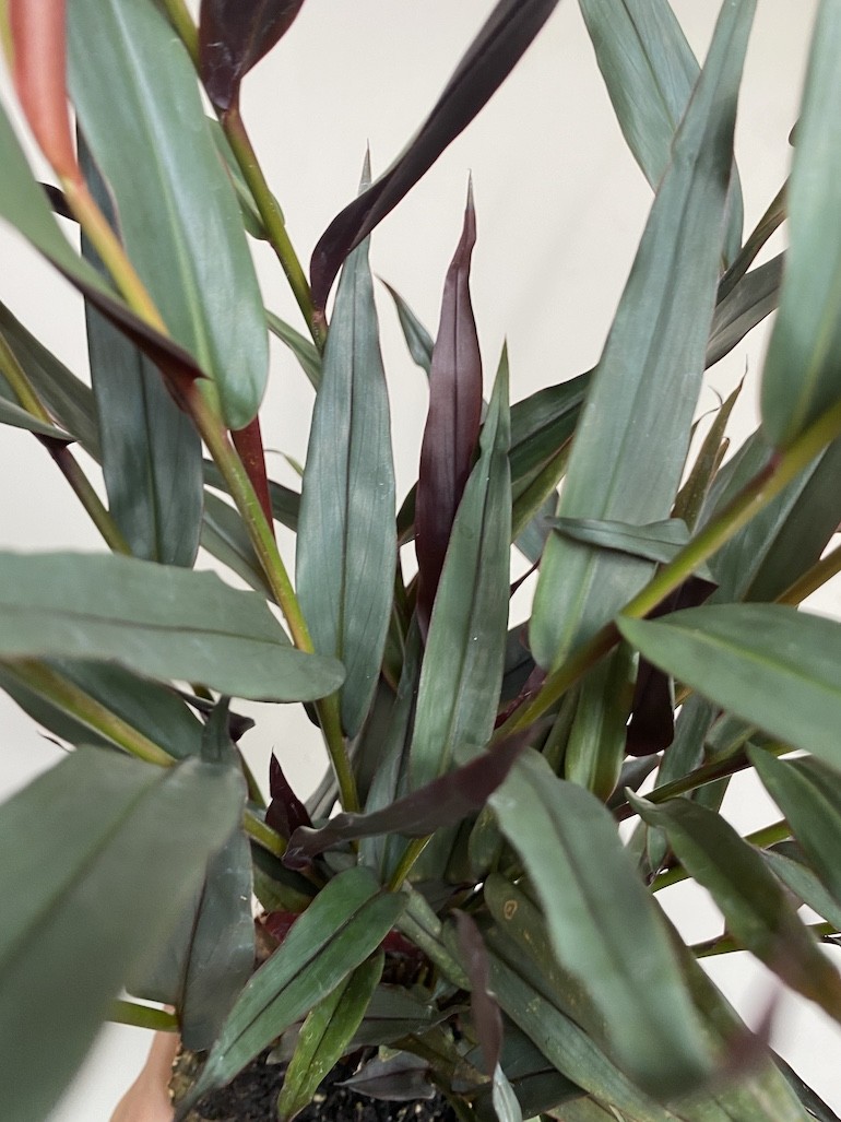 Imbir lekarski | Zingiber Imbir lekarski | Zingiber