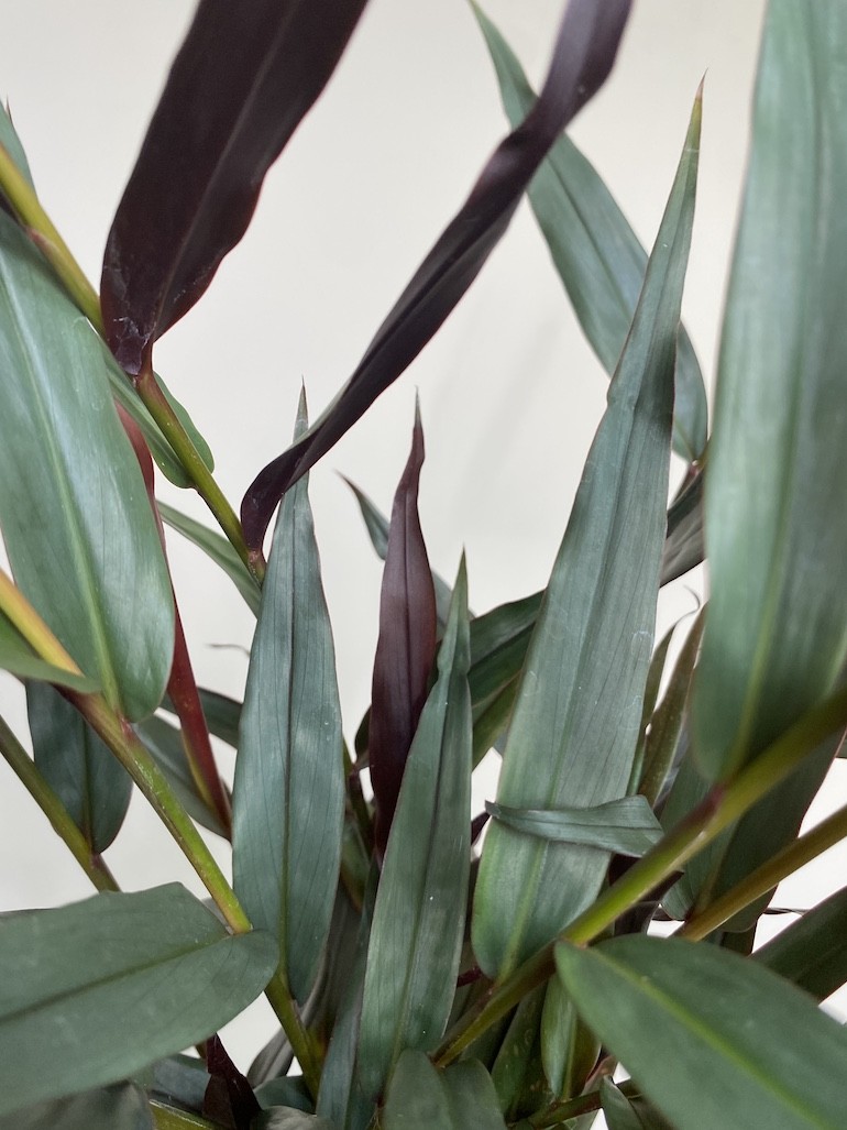 Imbir lekarski | Zingiber Imbir lekarski | Zingiber