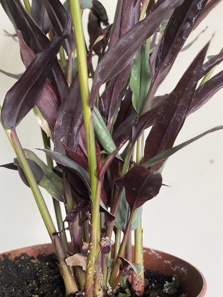 Imbir lekarski | Zingiber Imbir lekarski | Zingiber