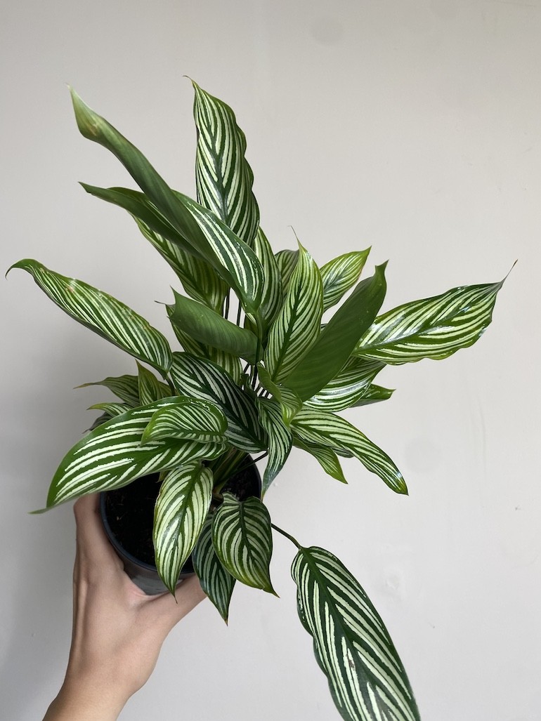 Calathea Vittata