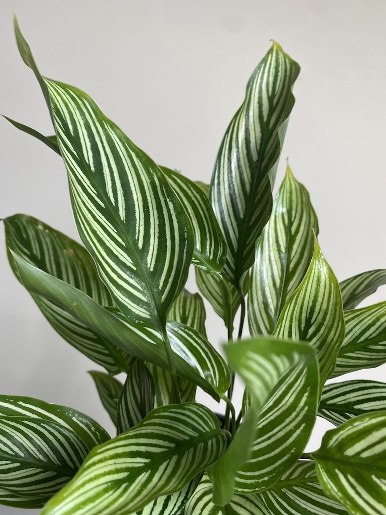 Calathea Vittata