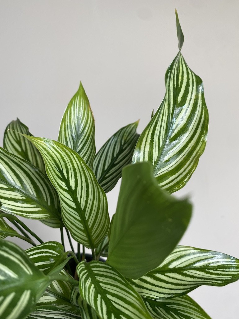 Calathea Vittata