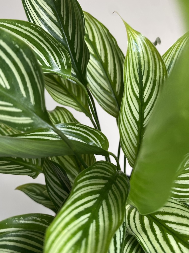 Calathea Vittata