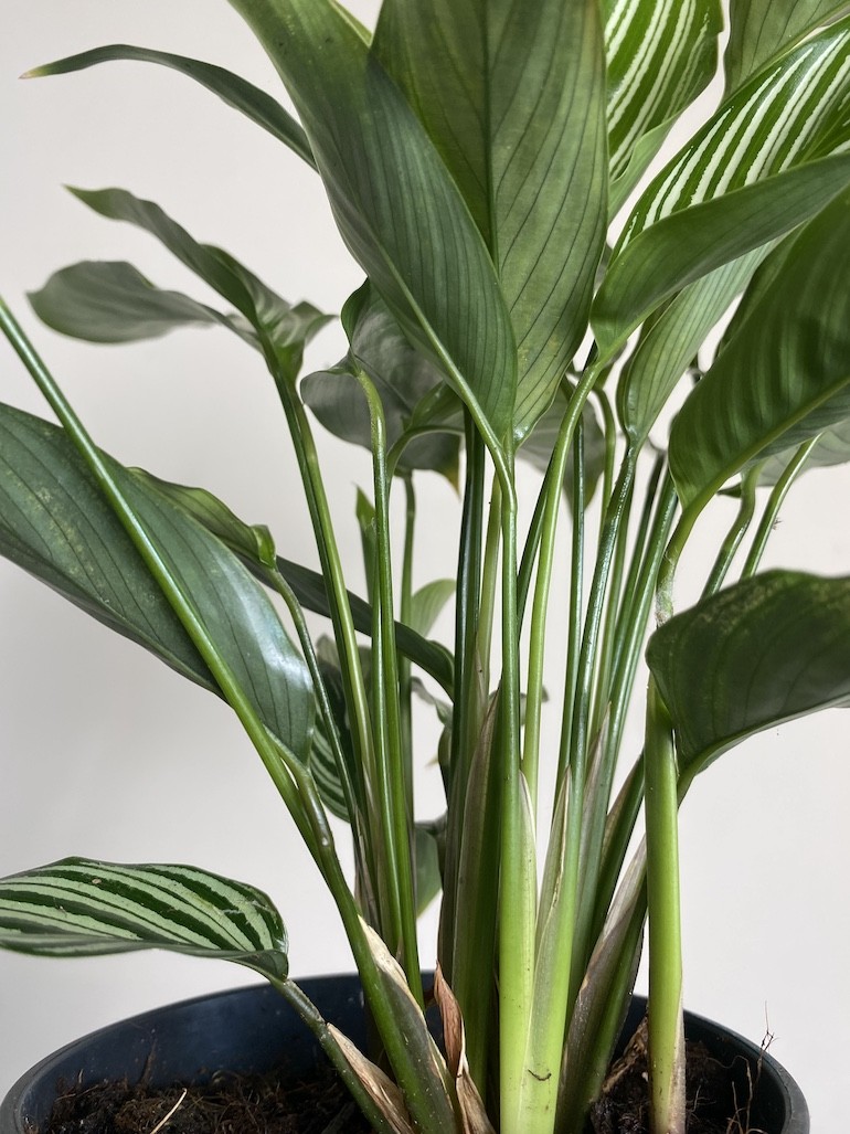 Calathea Vittata