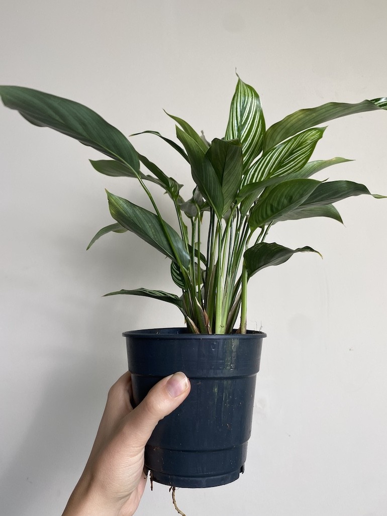 Calathea Vittata