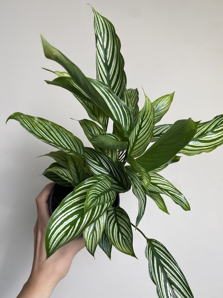 Calathea Vittata