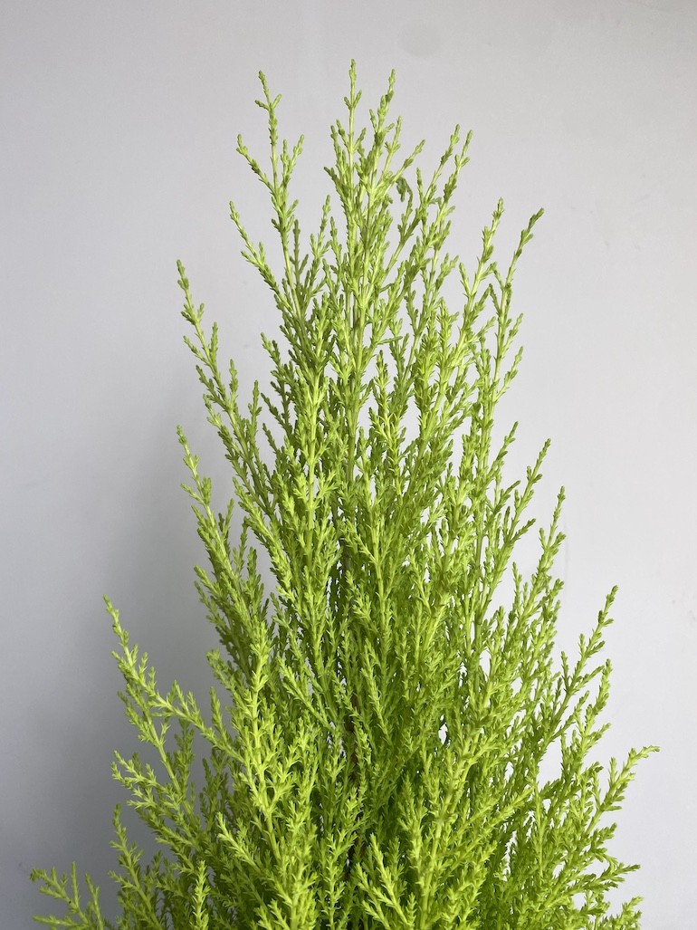 Cyprysik Goldcrest Wilma