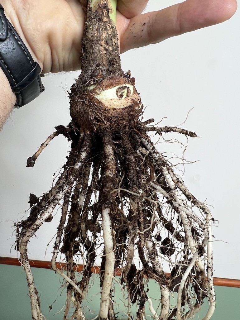 Bulwa- Alocasia Macrorrhiza