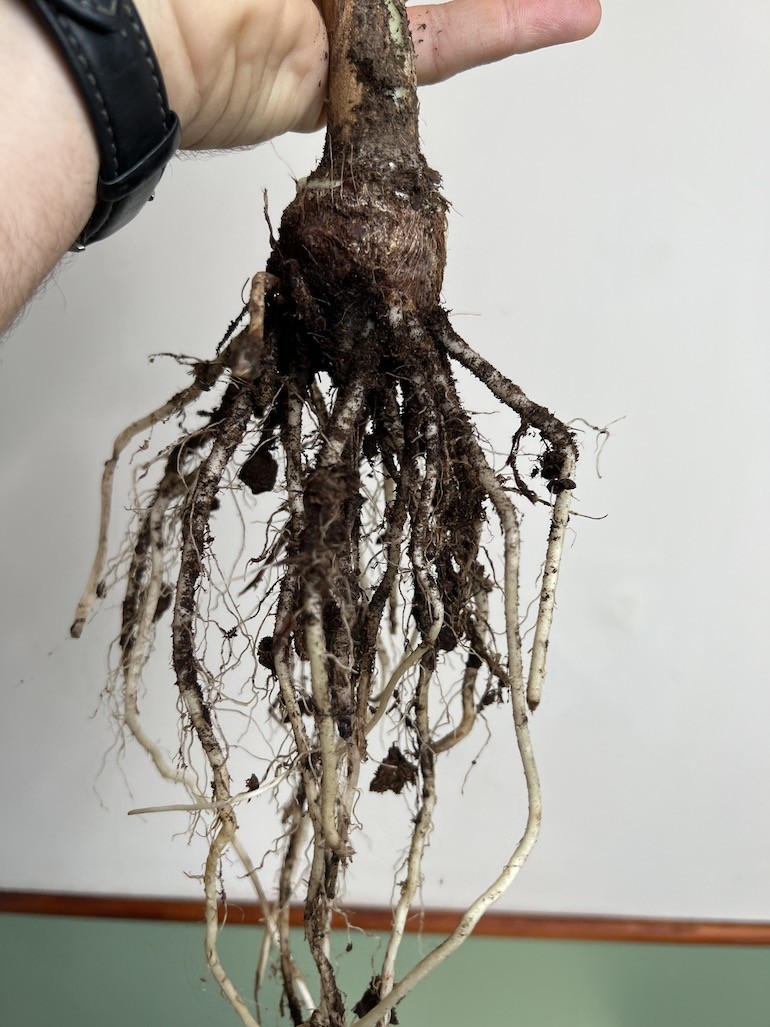 Bulwa- Alocasia Macrorrhiza