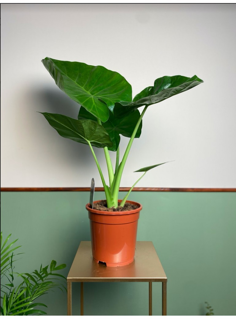 Bulwa- Alocasia Macrorrhiza
