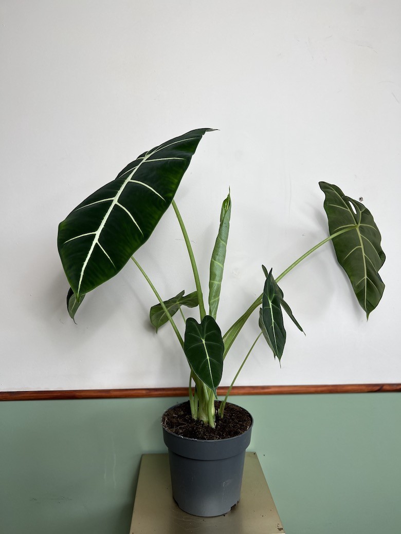 Alocasia Frydek