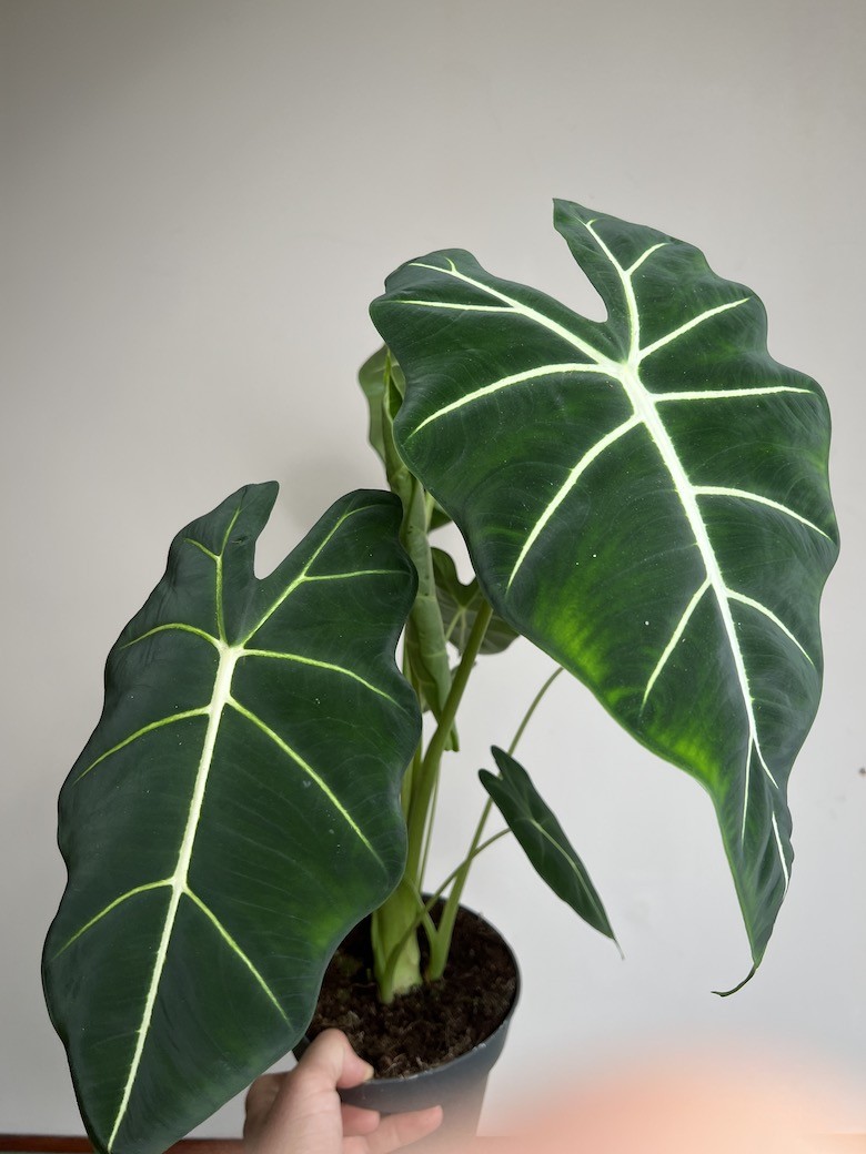 Alocasia Frydek