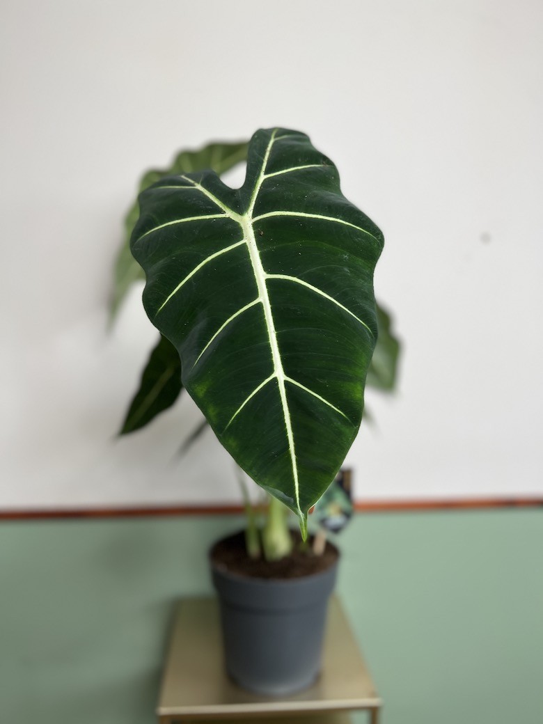 Alocasia Frydek