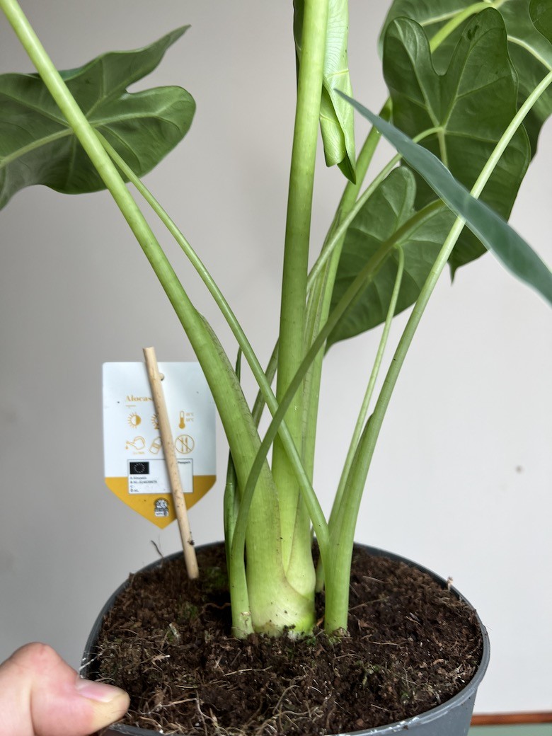 Alocasia Frydek
