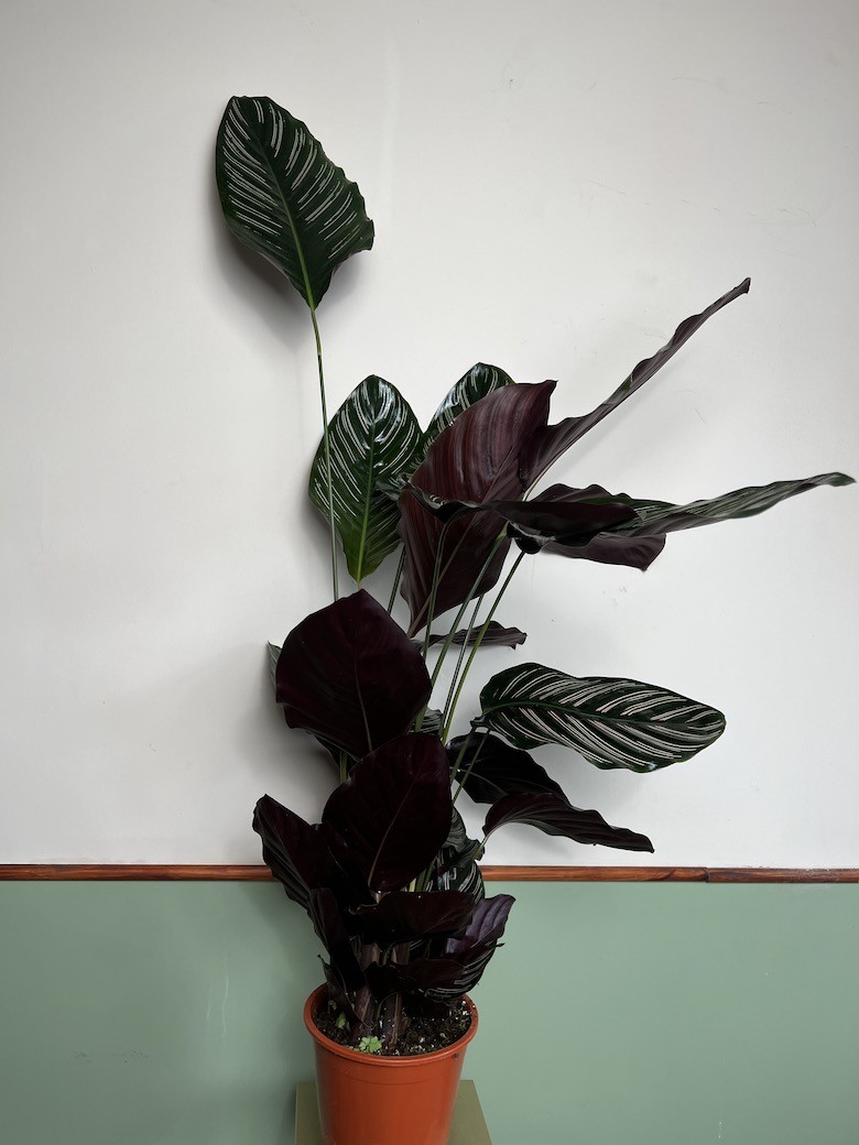 Calathea Sanderiana