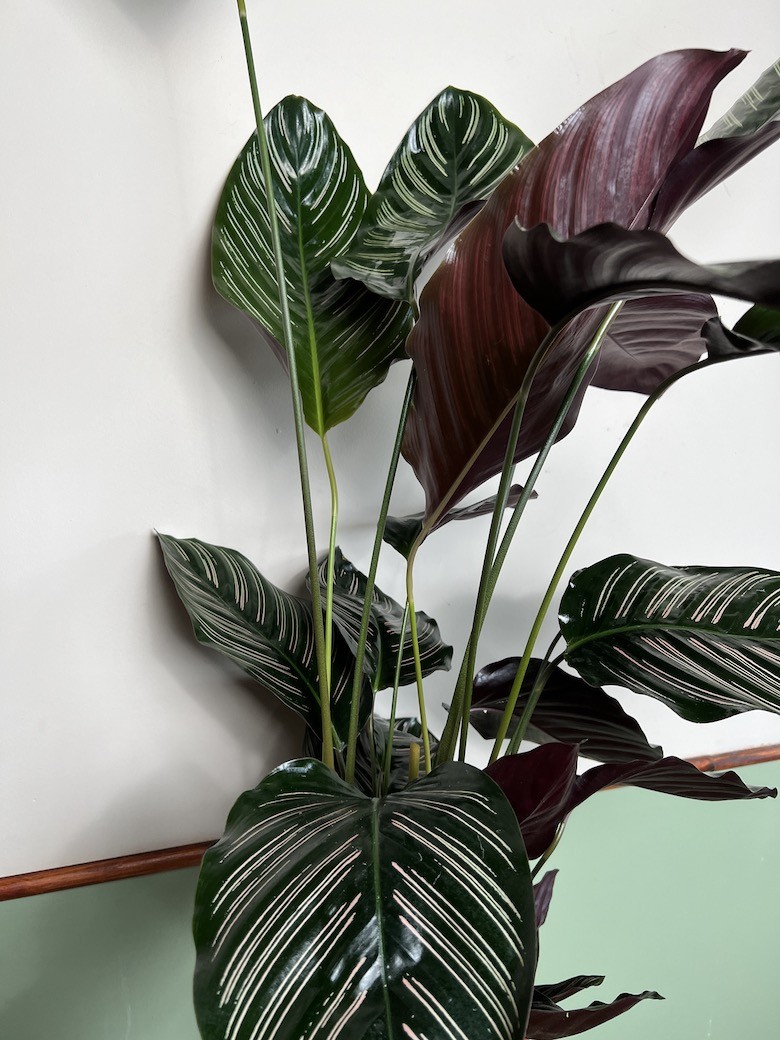 Calathea Sanderiana
