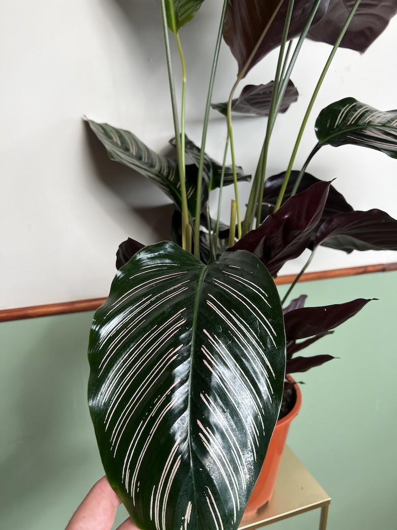 Calathea Sanderiana
