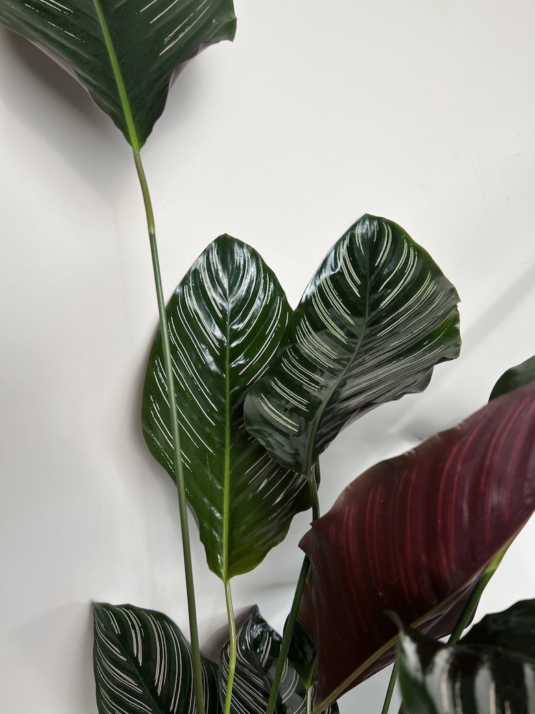 Calathea Sanderiana