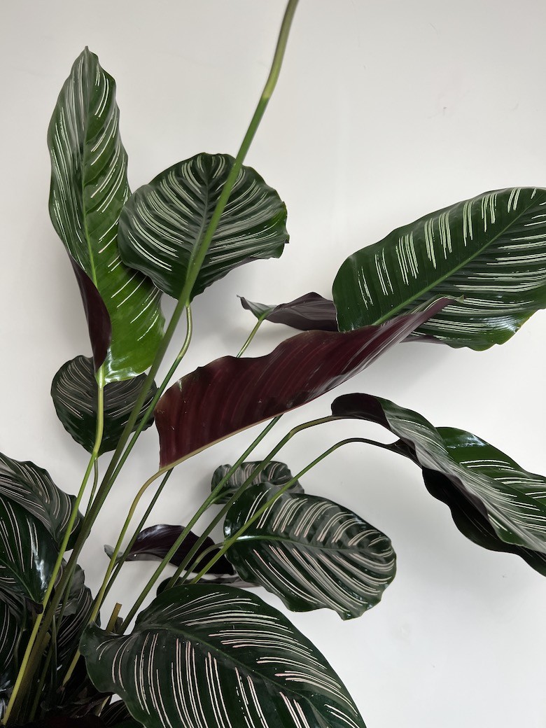 Calathea Sanderiana