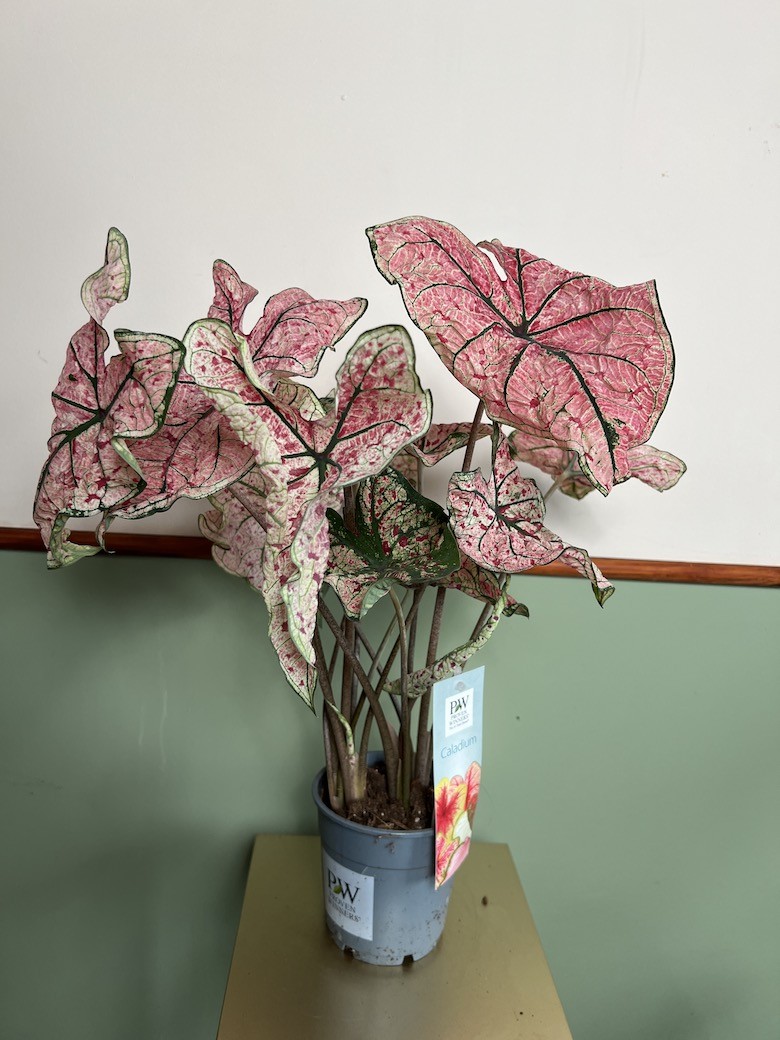 Caladium Splash of Wine