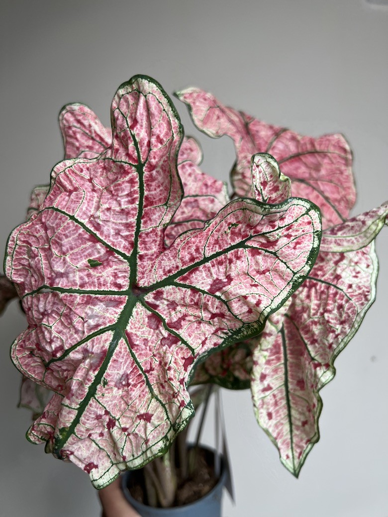 Caladium Splash of Wine