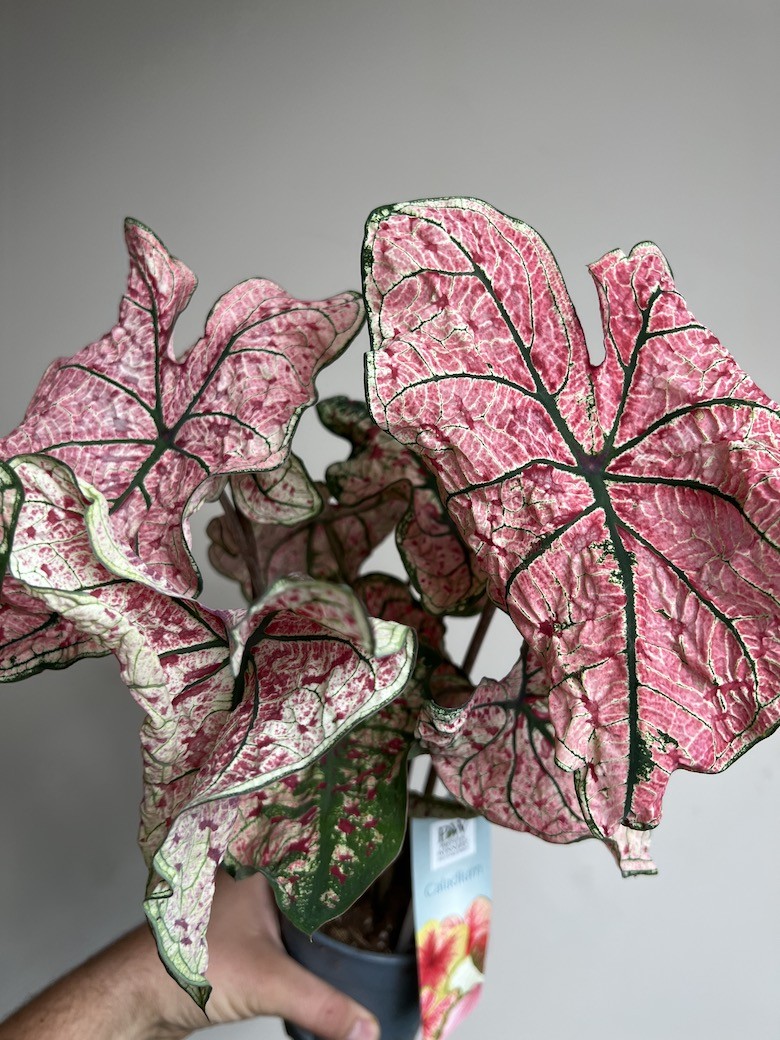 Caladium Splash of Wine