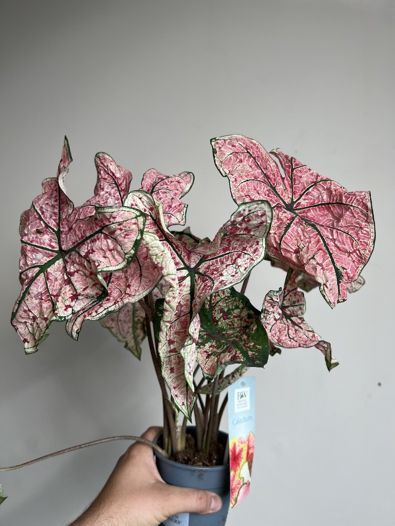 Caladium Splash of Wine
