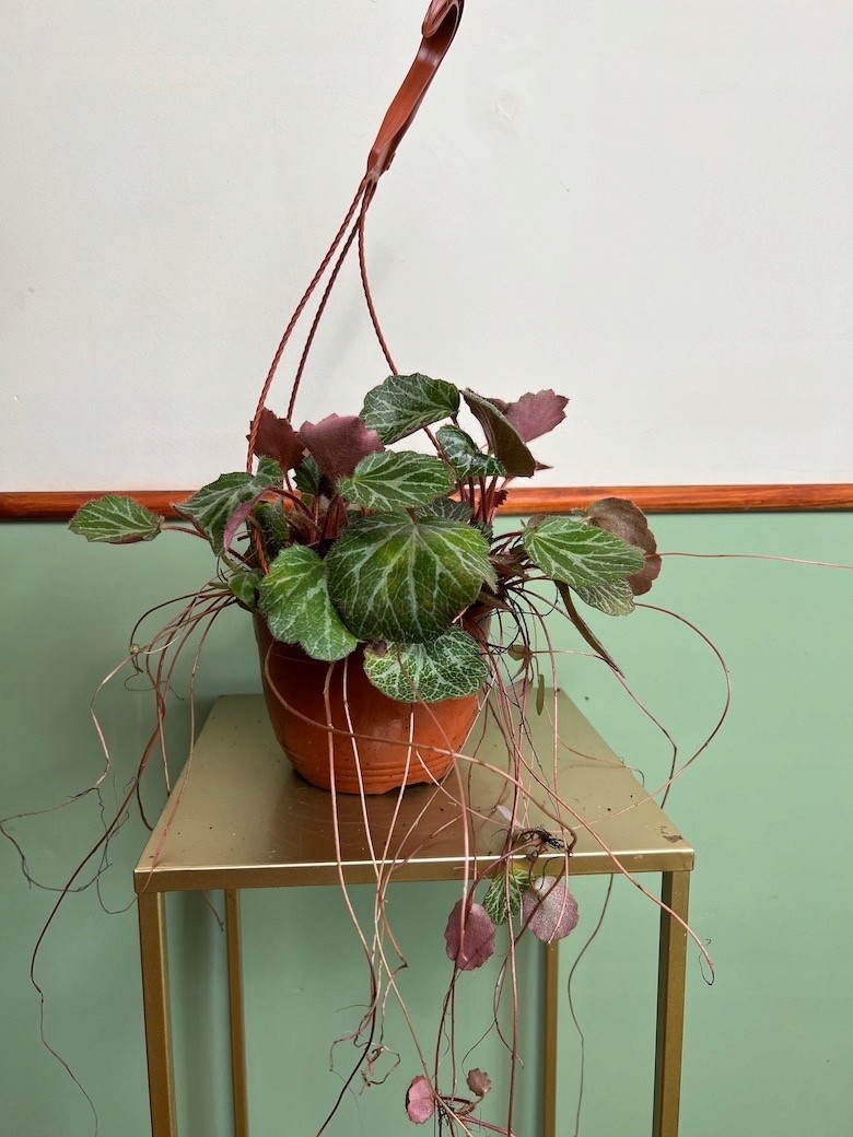 Saxifraga Stolonifera