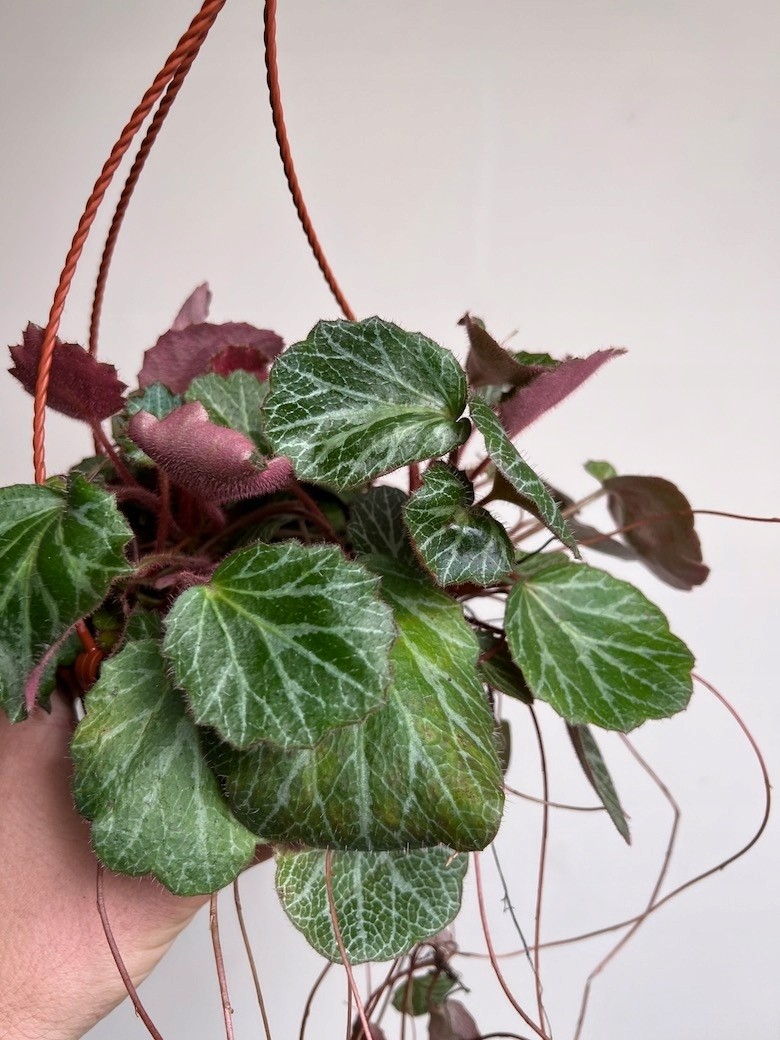 Saxifraga Stolonifera